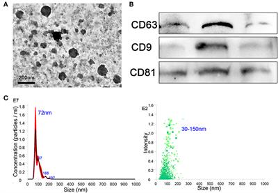 Exosomes Derived From M2b Macrophages Attenuate DSS-Induced Colitis